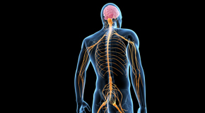 Largo chiropractic  and spinal manipulation benefits for back and neck pain